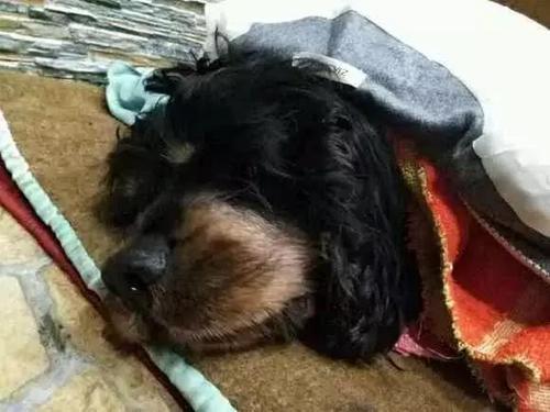为什么狗狗临死之前会离开主人