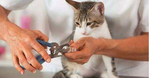 母猫带小猫搬家还会回来吗