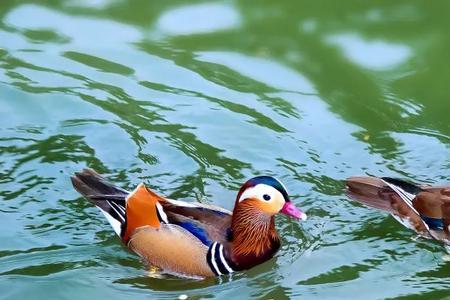 鸳鸯一对永相连的句子