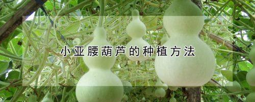 小亚腰葫芦何时开花结果