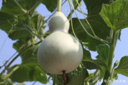 葫芦每天强光晒1小时行吗