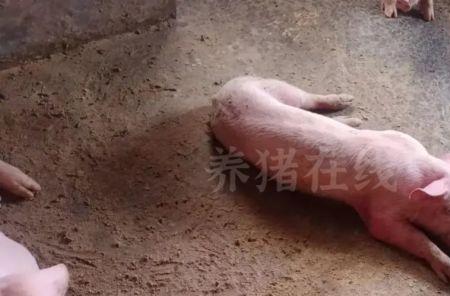 田猪学名是什么