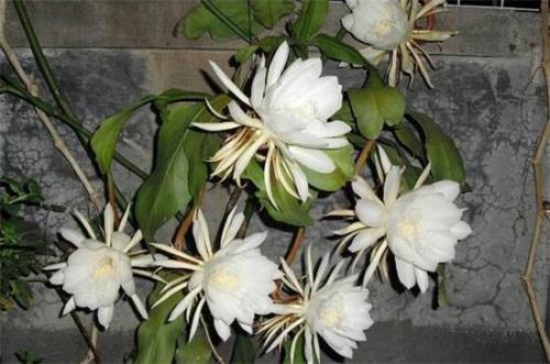昙花花期如何浇水