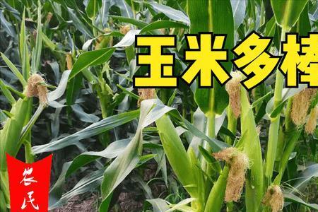 4斤玉米种子可以收获多少根玉米
