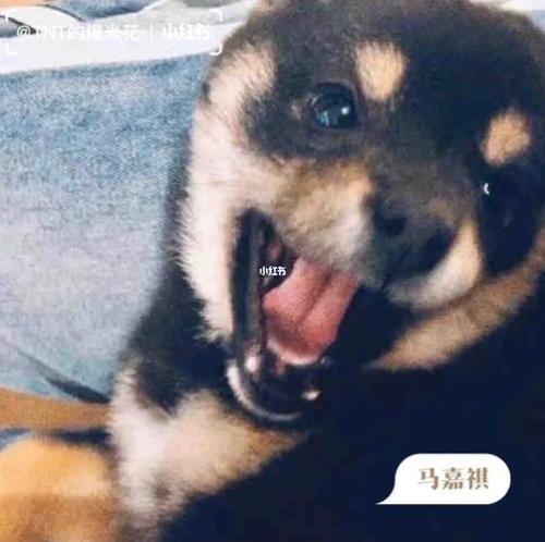 时代少年团各代表什么动物