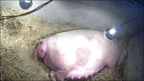 一头母猪一年产几窝