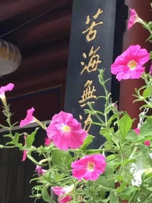 有谁知道在淄博哪里有尼姑庵啊