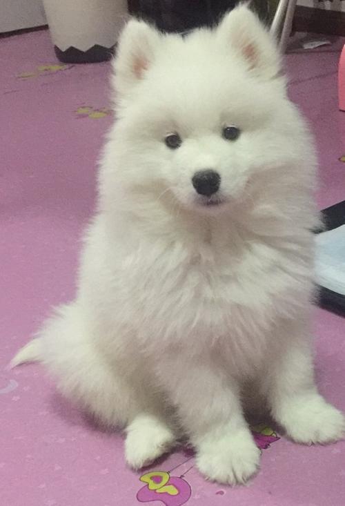 大白是熊版还是狼版
