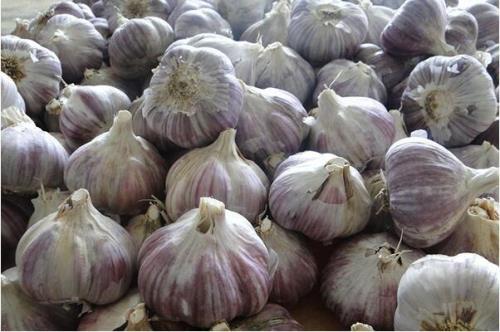 怎样大量储存大蒜种子