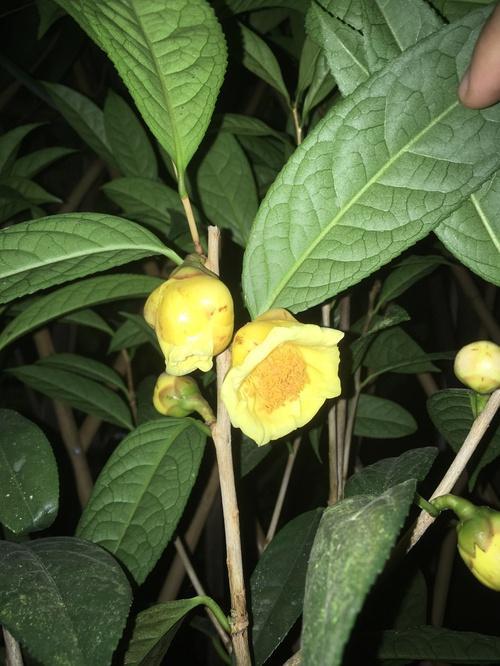 金花茶用多大盆养