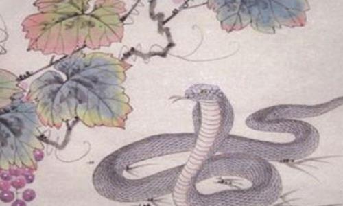 77年属什么的今年多大