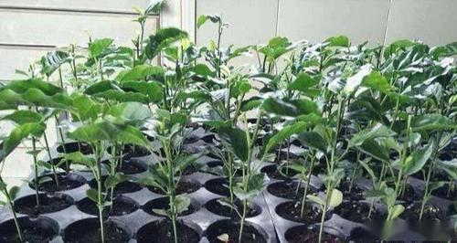 用实生苗可以扦插吗