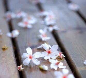 月照落花结局