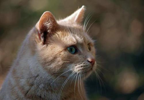 猫灌酒多久会好