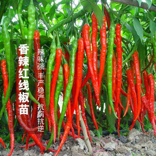 酷椒90与椒育18的区别