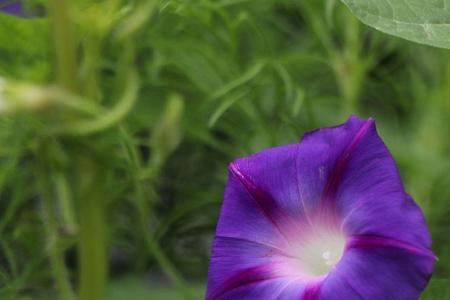 什么的牵牛花吹起了什么的喇叭