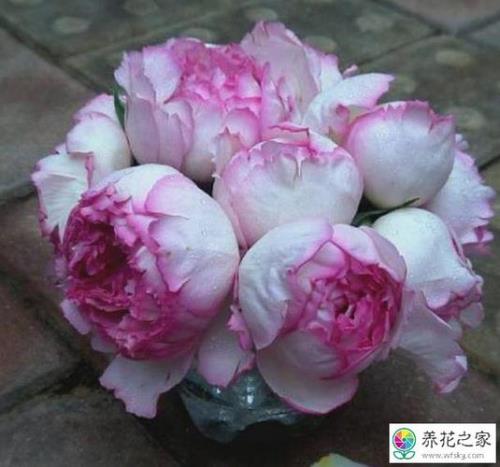 希波月季优点