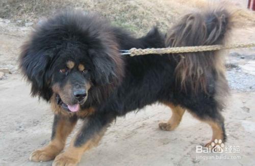 无极犬是什么犬种