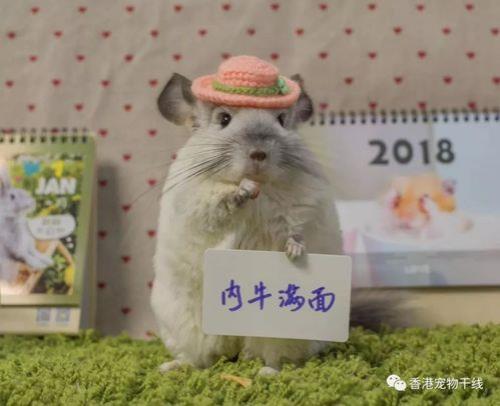 龙猫什么时候可以卖