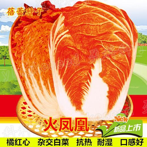 火凤凰大白菜长到啥时候就红了