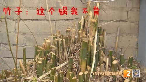 砍竹子神器