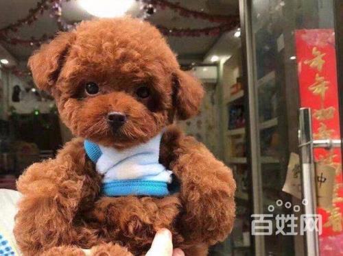 泰迪和泰迪熊有什么不同