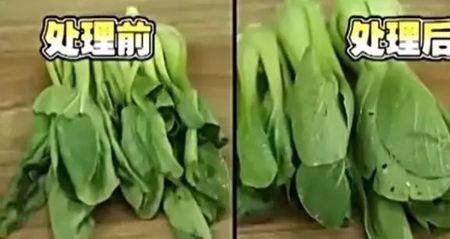 冰箱的蔬菜容易蔫是因为什么