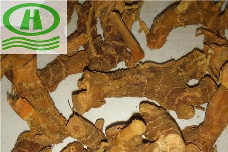 风姜地下茎是什么样子的
