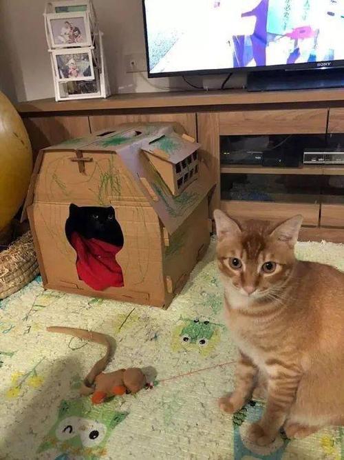 给猫换个窝它不进去怎么办啊