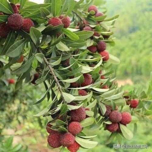 杨梅树可以嫁在李子树上吗