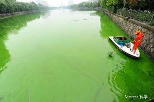 荧光藻可以养吗