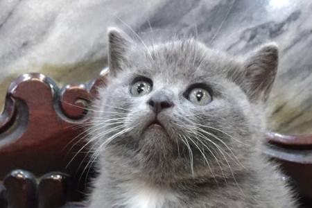 蓝猫可以吃羊肉吗
