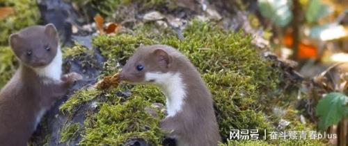 人可以养黄鼠狼吗