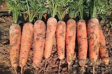 满膛红萝卜种植时间和方法