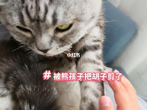 猫剪了胡须会怎么样
