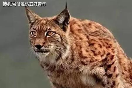 花狸子是什么动物
