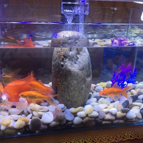 鱼沙怎么放到鱼缸