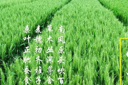 小满前后可种韭菜吗