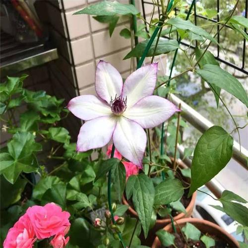 粉香槟铁线莲秋季怎样修剪