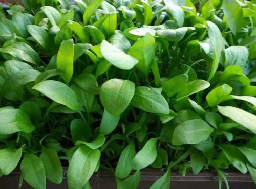 广东菠菜种植时间