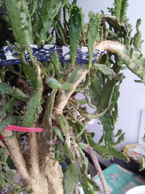 仙人掌开的大喇叭花什么品种