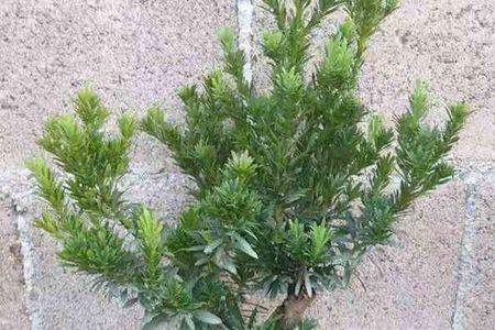 米叶罗汉松新叶越长越大