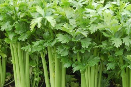 芹菜生长期一直用粪水浇行吗