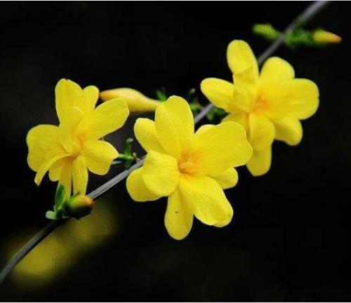 迎春花有毒吗