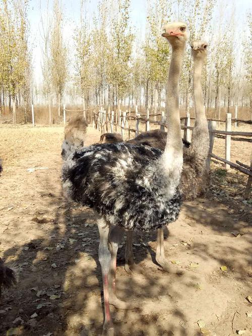 湖北黄冈什么地方有鸵鸟养殖