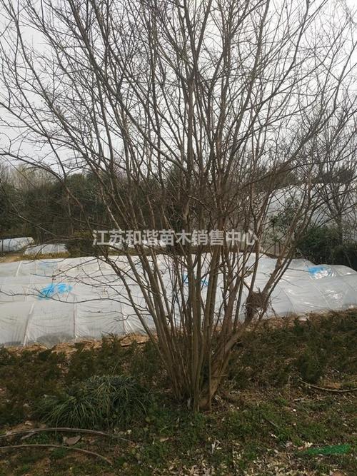 丛生腊梅怎么弯曲做造型