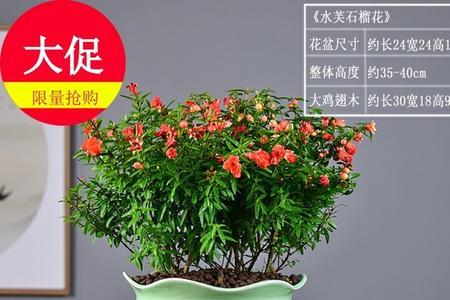 盆栽石榴几月份搬到室内