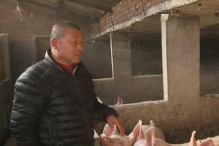 养猪以养代防什么意思