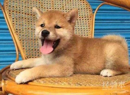 豆柴和赤柴已经柴犬的区别
