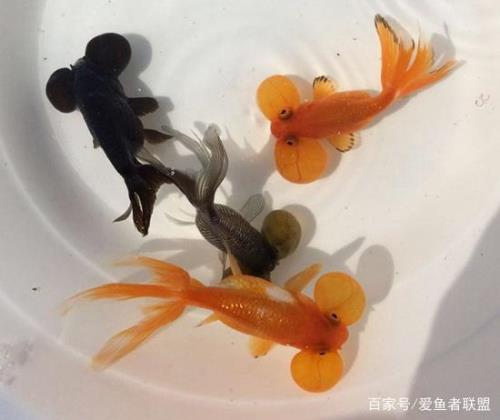 金鱼一个劲转圈圈是怎么回事
